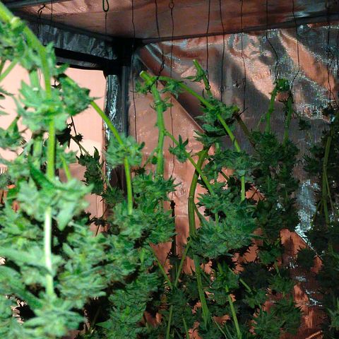 Mazar DP growlog timeline photo