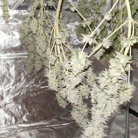 Blue dream BF growlog timeline photo