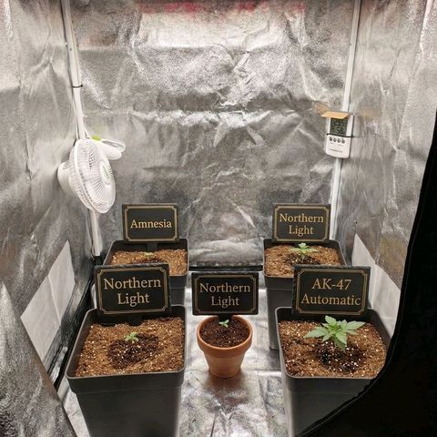 Amnesia Haze Automatic growlog photo: Así quedó por completo armado el armario esperemos que las cinco nazcan sanas y crezcan lindas