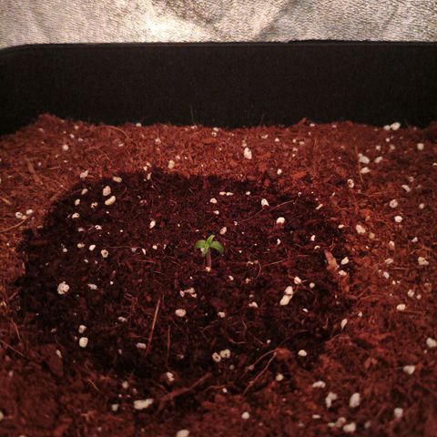 Amnesia Haze Automatic growlog photo: Arriba izquierda 