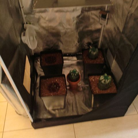 Amnesia Haze Automatic growlog photo: Carpa completa 