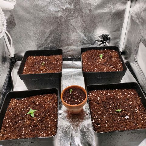 Amnesia Haze Automatic growlog timeline photo