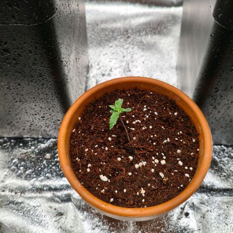 Amnesia Haze Automatic growlog timeline photo