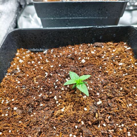 Amnesia Haze Automatic growlog timeline photo