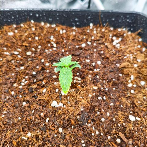 Amnesia Haze Automatic growlog timeline photo