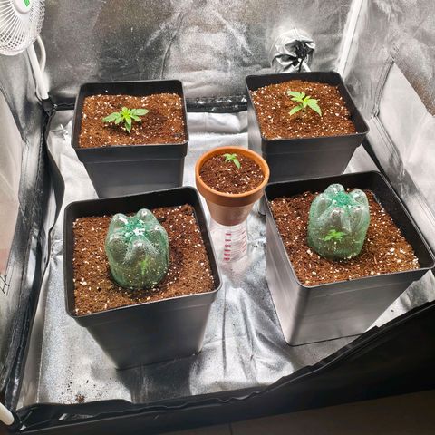 Amnesia Haze Automatic growlog timeline photo