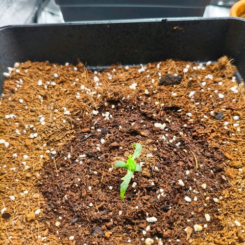 Amnesia Haze Automatic growlog timeline photo