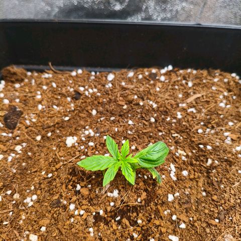 Amnesia Haze Automatic growlog timeline photo