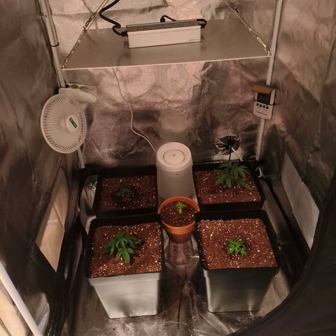 Amnesia Haze Automatic growlog photo: Retirada de domos comienzo con él humidificador ..lectura inicial del termohigrmoetro (humidificador de Amazon Segunda mano muy bueno) AROEVE Humidificador, 2,5L