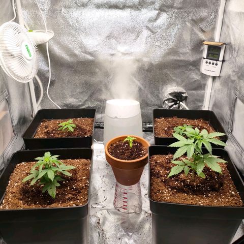 Amnesia Haze Automatic growlog photo: Primer día de fertilización 