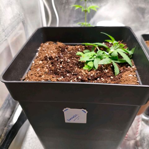 Amnesia Haze Automatic growlog photo: He movido los northern Lights para la parte de atrás, la amnesia y la AK-47 de la para la parte delantera y las puse sobre las macetas redondas para darle altura y que todas estuvieran a la misma distancia del panel LED