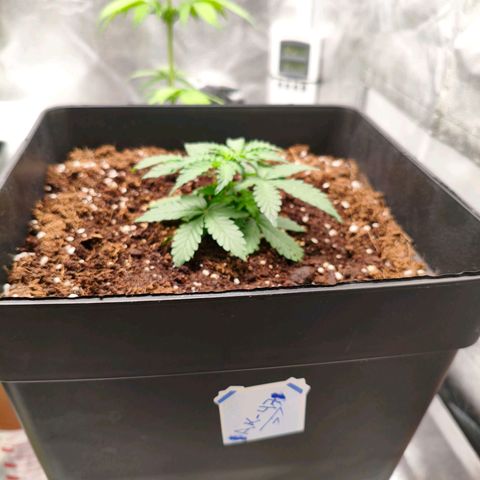 Amnesia Haze Automatic growlog photo: He movido los northern Lights para la parte de atrás, la amnesia y la AK-47 de la para la parte delantera y las puse sobre las macetas redondas para darle altura y que todas estuvieran a la misma distancia del panel LED