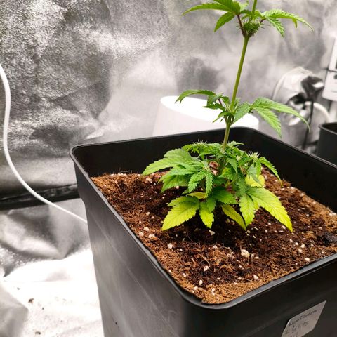 Amnesia Haze Automatic growlog photo: He movido los northern Lights para la parte de atrás, la amnesia y la AK-47 de la para la parte delantera y las puse sobre las macetas redondas para darle altura y que todas estuvieran a la misma distancia del panel LED