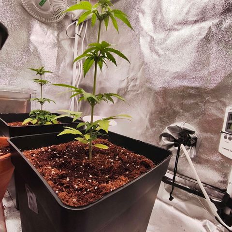 Amnesia Haze Automatic growlog photo: He movido los northern Lights para la parte de atrás, la amnesia y la AK-47 de la para la parte delantera y las puse sobre las macetas redondas para darle altura y que todas estuvieran a la misma distancia del panel LED