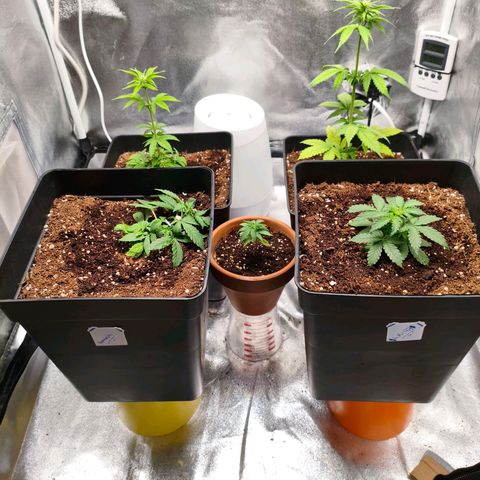 Amnesia Haze Automatic growlog photo: He movido los northern Lights para la parte de atrás, la amnesia y la AK-47 de la para la parte delantera y las puse sobre las macetas redondas para darle altura y que todas estuvieran a la misma distancia del panel LED