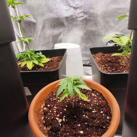 Amnesia Haze Automatic growlog photo: He movido los northern Lights para la parte de atrás, la amnesia y la AK-47 de la para la parte delantera y las puse sobre las macetas redondas para darle altura y que todas estuvieran a la misma distancia del panel LED