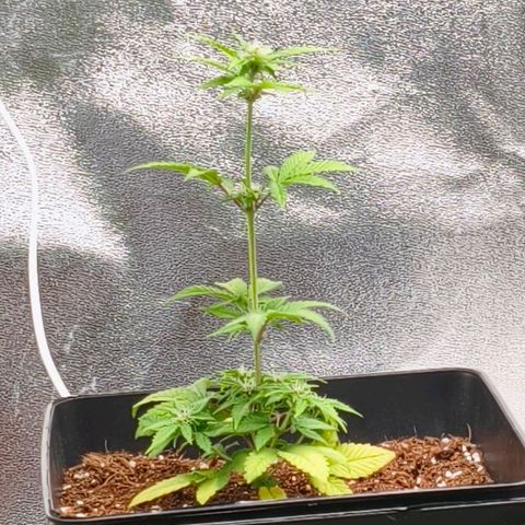 Amnesia Haze Automatic growlog timeline photo