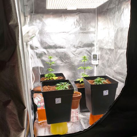 Amnesia Haze Automatic growlog timeline photo
