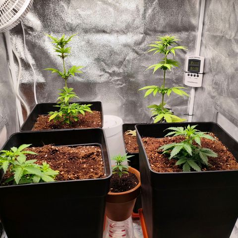 Amnesia Haze Automatic growlog timeline photo