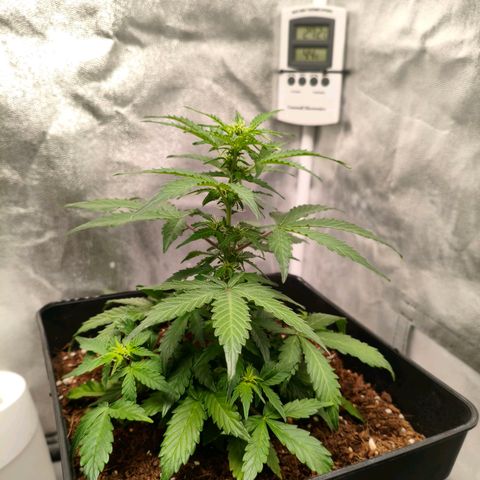Amnesia Haze Automatic growlog photo: Así van las niñas hoy 