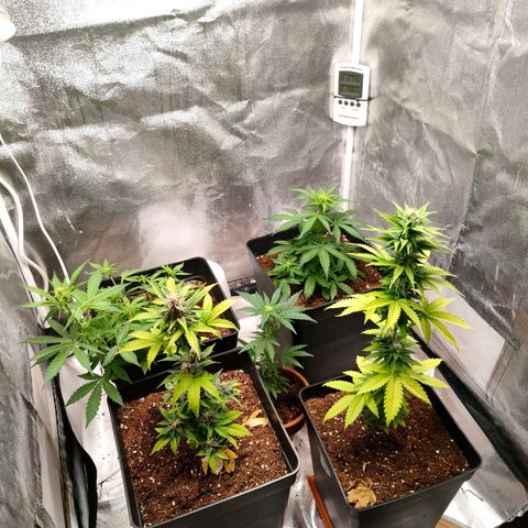 Amnesia Haze Automatic growlog photo: Así van las niñas hoy 