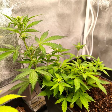 Amnesia Haze Automatic growlog photo: Así van las niñas hoy 
