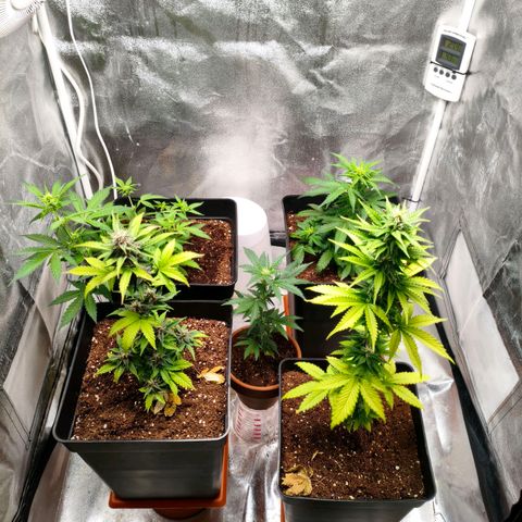 Amnesia Haze Automatic growlog photo: Así van las niñas hoy 