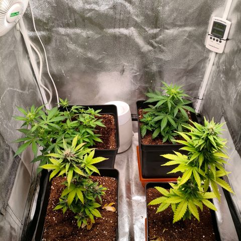 Amnesia Haze Automatic growlog photo: Así van las niñas hoy 