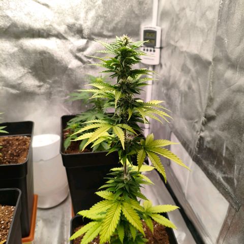 Amnesia Haze Automatic growlog photo: Así van las niñas hoy 