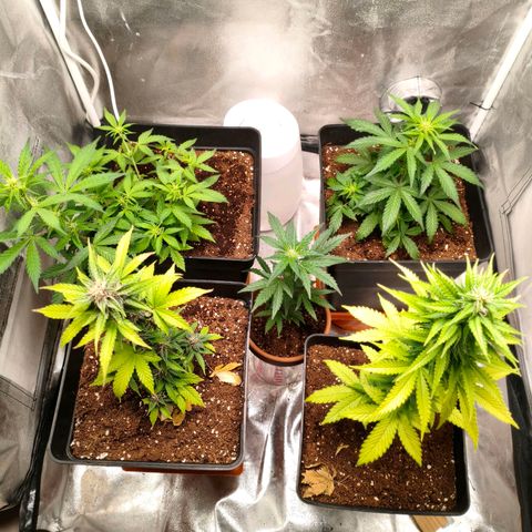 Amnesia Haze Automatic growlog photo: Así van las niñas hoy 