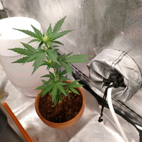 Amnesia Haze Automatic growlog photo: Así van las niñas hoy 