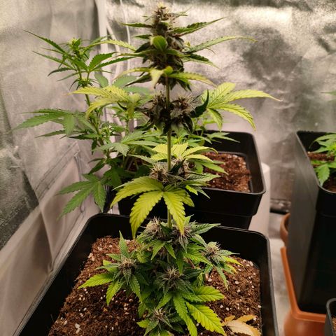 Amnesia Haze Automatic growlog photo: Así van las niñas hoy 