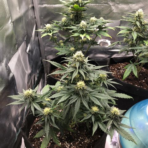 Terra growlog timeline photo