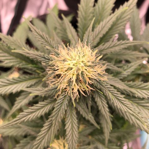 Terra growlog timeline photo