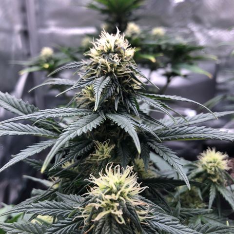Terra growlog timeline photo