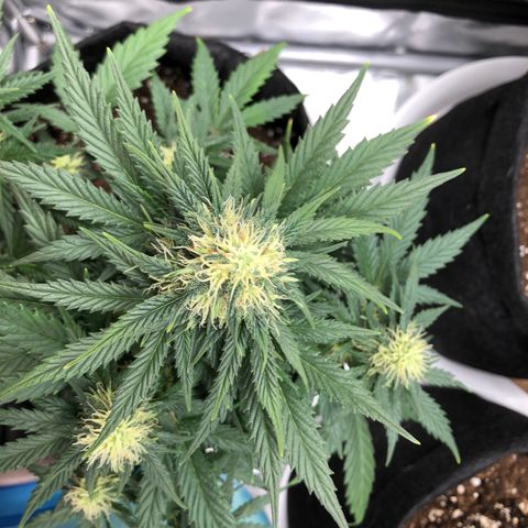 Terra growlog timeline photo