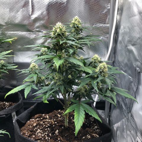 Terra growlog timeline photo