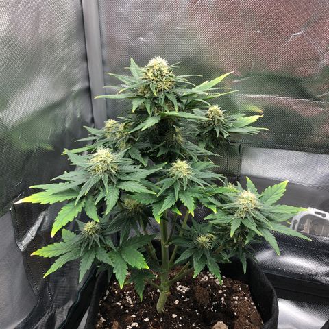 Terra growlog timeline photo