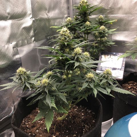 Terra growlog timeline photo