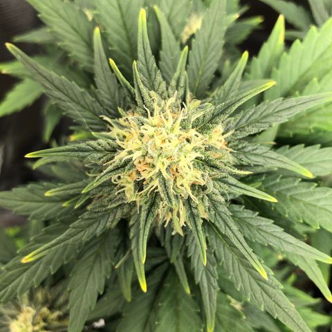Terra growlog timeline photo