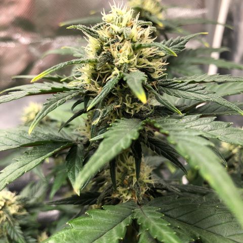 Terra growlog timeline photo