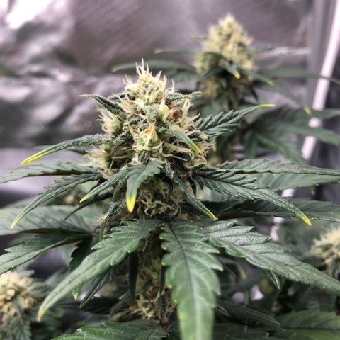 Terra growlog timeline photo
