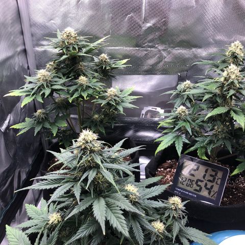 Terra growlog timeline photo