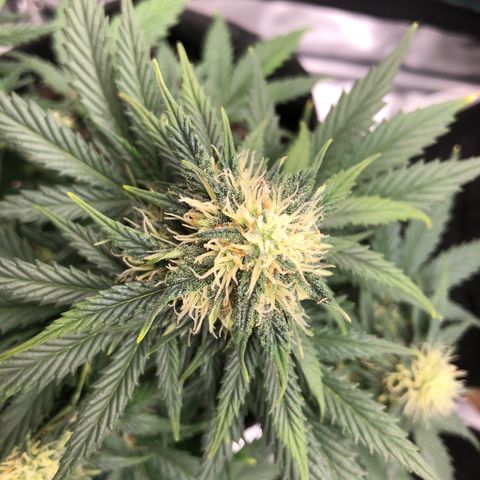 Terra growlog timeline photo