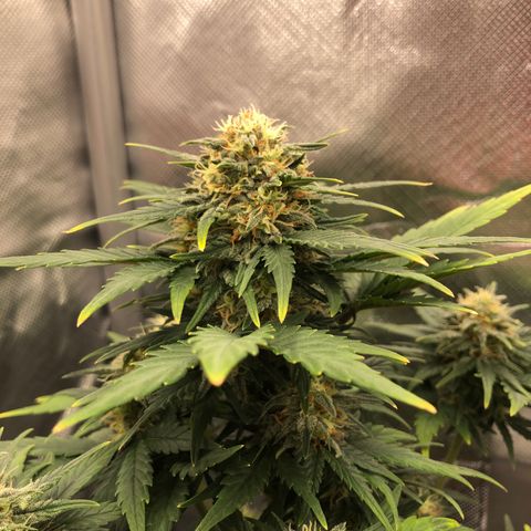Terra growlog timeline photo