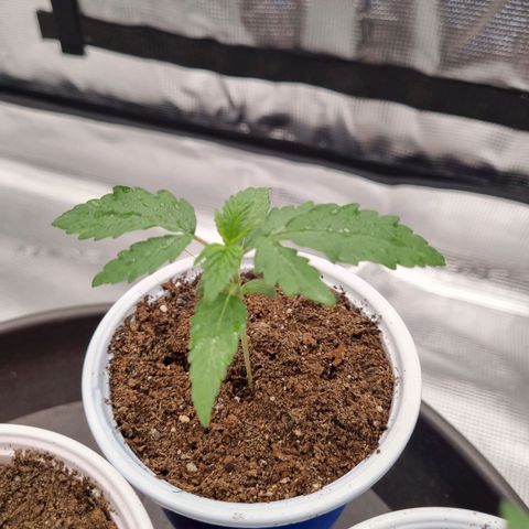 Tatanka Pure CBD 1 growlog timeline photo