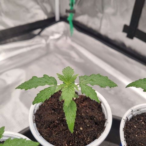 Tatanka Pure CBD 1 growlog timeline photo