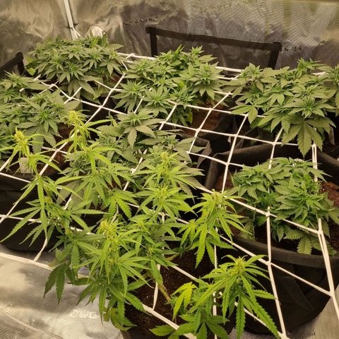 Tatanka Pure CBD 1 growlog timeline photo