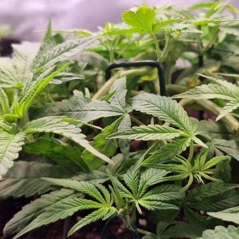 Blueberry Pancakes #2 (UR) (U+VO) growlog timeline photo
