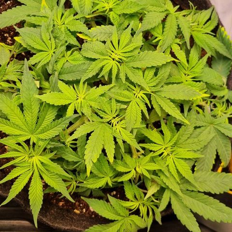 Blueberry Pancakes #2 (UR) (U+VO) growlog timeline photo